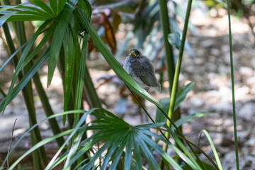 Noisy Miner in Brisbane, Australia