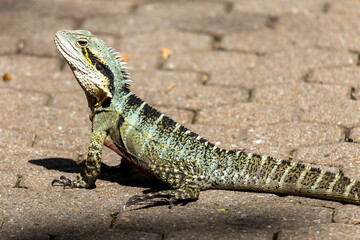 Water Dragon in Brisbane