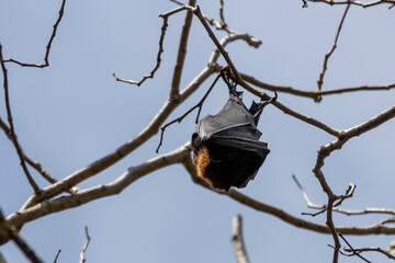 Flying Fox in Brisbane, Australia