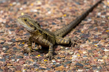 Water Dragon in Brisbane
