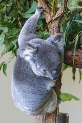 Koala in Brisbane Australia