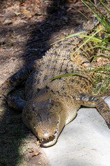 Freshwater Crocodile in Brisbane