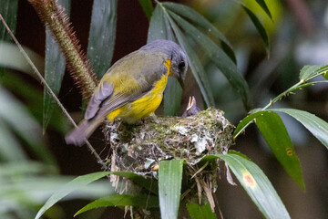 Eastern Yellow Robin feeding chick, Queensland