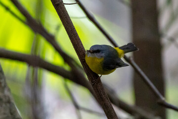 Eastern Yellow Robin, Queensland