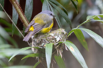 Eastern Yellow Robin, Queensland