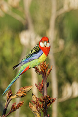 An Eastern rosella perched on a shrub early in the morning