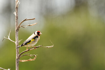 A European Goldfinch looking brilliant perched on a dry branch