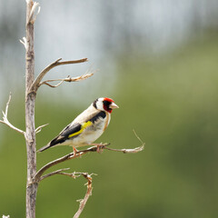 A European Goldfinch looking brilliant perched on a dry branch