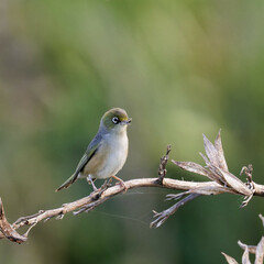 A Silverye perched on a branch holding a catch in its beak
