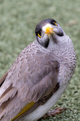 Noisy Miner in Brisbane, Australia