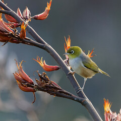 A Silverye perched on a branch in the bushes striking a pose