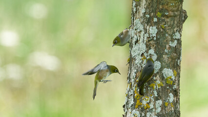 A group of Silverye birds  peeling off bark of a tree on a summer afternoon