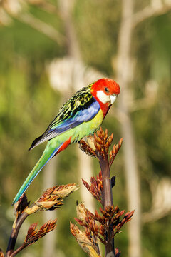 An Eastern rosella perched on a shrub early in the morning