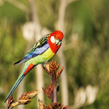 An Eastern rosella perched on a shrub early in the morning