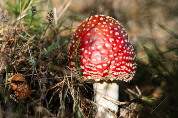 Amanita Muscaria - red toxic and hallucinogenic
mushroom - in natural habitat in the nature
