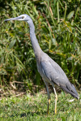 White Faced Heron