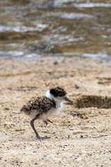 lasked lapwing chick in NSW Australia