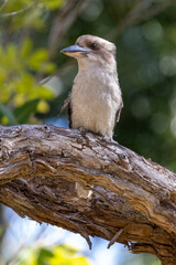 Laughing Kookaburra in NSW Australia