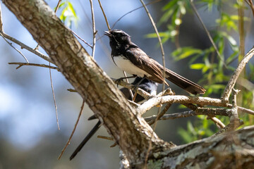 Willie Wagtail in tree