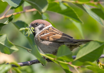 sparrow catching several caterpillars between green leaves