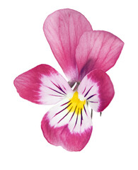 pansy flower red and white isolated bloom