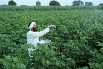 Indian farmer spreading fertilizer in the green cotton field