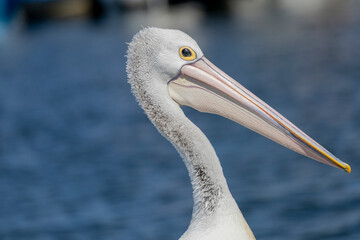 Australian pelican in Paynesville