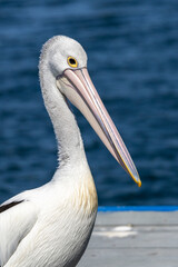 Australian pelican in Paynesville