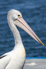 Australian pelican in Paynesville