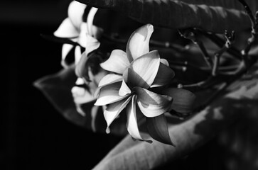 Beautiful white flowers Plumeria (Frangipani) isolated on black background