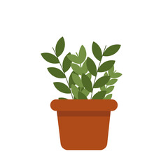 plant in a pot on white background