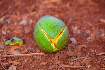 Ripe Pequi fruit (Caryocar brasiliense), wild fruits typical of the Brazilian cerrado biome.