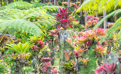 Plantes exotiques d'un jardin tropical en Martinique.