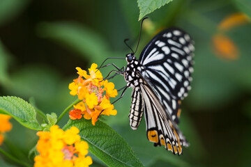 Papilio clytia, common mime in tropical forest