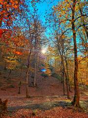 autumn forest with light sun