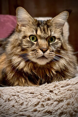 A beautiful Maine Coon cat lies on the sofa, close-up portrait