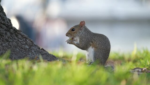 Beautiful wild gray squirrel in summer town park