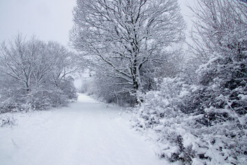 Bushes and trees with snow  in November