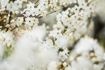 White tree blossom in spring, spring flowers on tree, white blossom