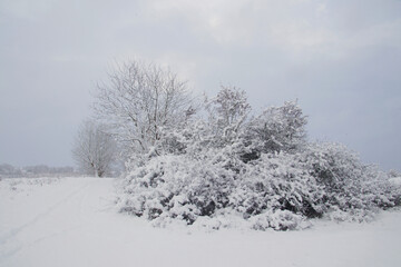 Huge bush with snow in November
