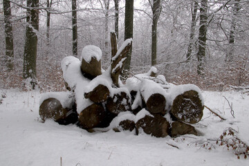 Large tree trunks with snow in the forest