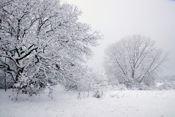 Snow covered trees on the meadow in November