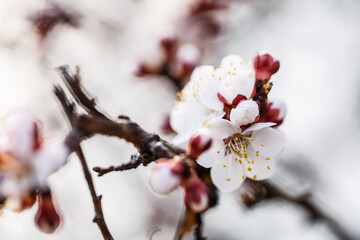 White tree blossom in spring, spring flowers on tree, white blossom