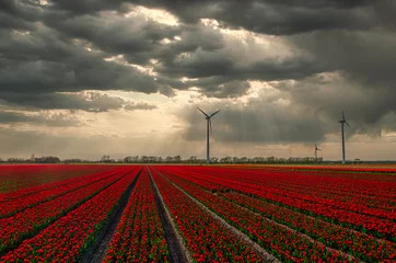 Fotobehang Fields with red tulips under a stormy sky in Holland. © Alex de Haas