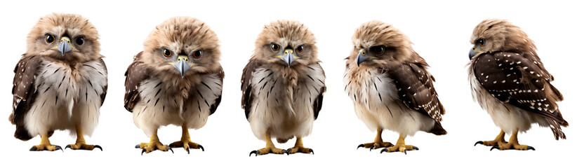 Group of baby cute common buzzard bird standing pose, clipart, isolated on transparent or white background