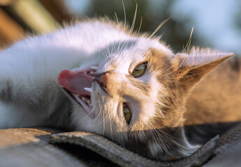 Fototapete bei efototapeten.de bestellen   