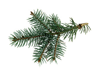 Pine branch. Isolated on a white background. Gardening propagation concept