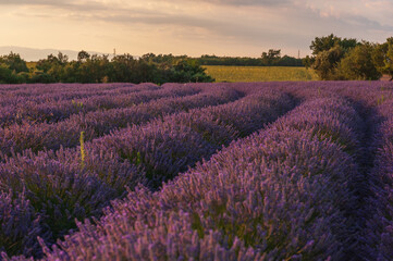 Detail of a lavender field in the Southern French Provence, on a sunny summer afternoon.
