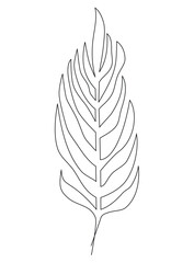 Tropical palm leaf line art. Vector illustration isolated on white background.