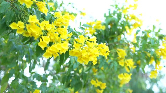 Yellow elder, Trumpetbush, Trumpetflower, Yellow trumpet-flower, Yellow trumpetbush